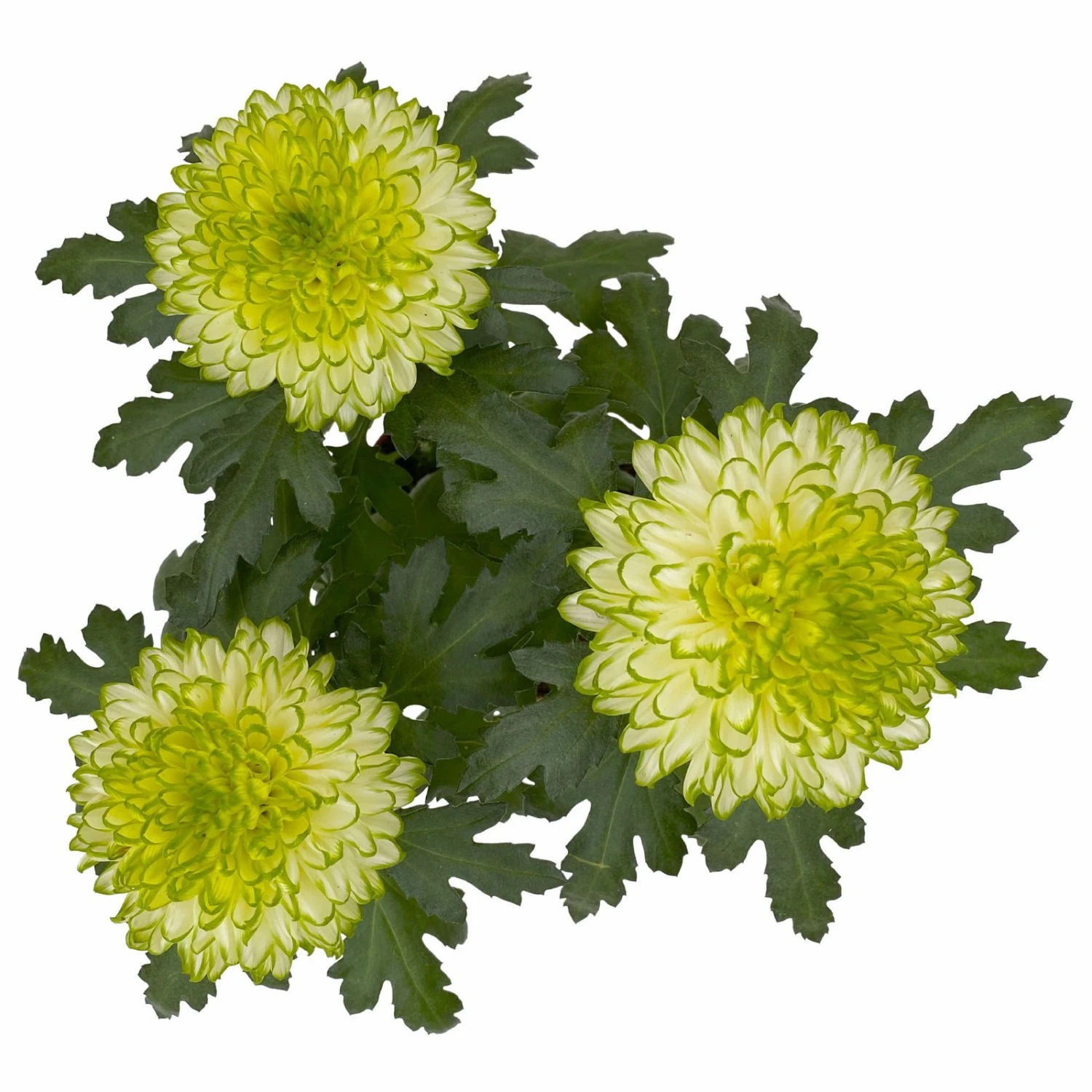 Chrysantheme 'Chrysanne® Zembla Next Lime' Grün-weiß Großbl. Topf-Ø 13cm 3er-Set 4 Chrysantheme 'Chrysanne® Zembla Next Lime' Grün-weiß Großbl. Topf-Ø 13cm 3er-Set – Bild 4