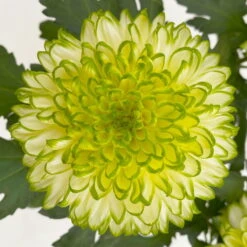 Chrysantheme 'Chrysanne® Zembla Next Lime' Grün-weiß Großbl. Topf-Ø 13cm 3er-Set 12 Chrysantheme 'Chrysanne® Zembla Next Lime' Grün-weiß Großbl. Topf-Ø 13cm 3er-Set -Bio Pflanzen Verkauf 0690140098 0690140099 Chrysanthemum Zembla T13 limone Next Lime 6 115115