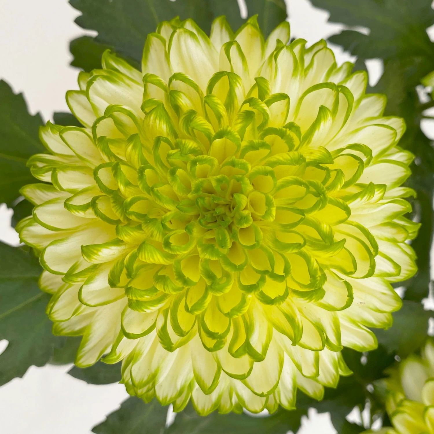 Chrysantheme 'Chrysanne® Zembla Next Lime' Grün-weiß Großbl. Topf-Ø 13cm 3er-Set 5 Chrysantheme 'Chrysanne® Zembla Next Lime' Grün-weiß Großbl. Topf-Ø 13cm 3er-Set – Bild 5