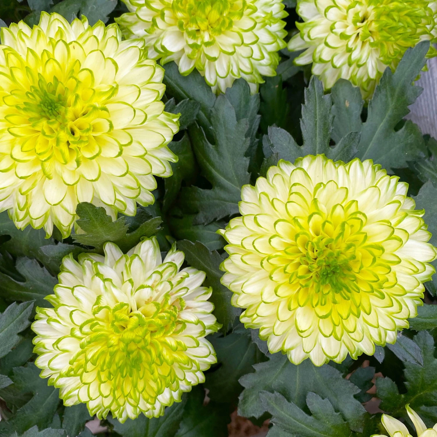 Chrysantheme 'Chrysanne® Zembla Next Lime' Grün-weiß Großbl. Topf-Ø 13cm 3er-Set 6 Chrysantheme 'Chrysanne® Zembla Next Lime' Grün-weiß Großbl. Topf-Ø 13cm 3er-Set – Bild 6