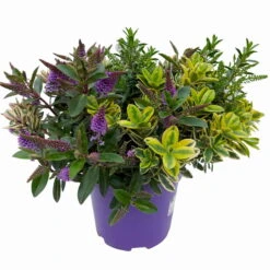 Hebe 'Quattro', Bunt, Topf-Ø 23 Cm, Höhe Ca. 40 Cm 11 Hebe 'Quattro', Bunt, Topf-Ø 23 Cm, Höhe Ca. 40 Cm -Bio Pflanzen Verkauf 0690190020 Hebe Addenda T23 Quattro 3 114128