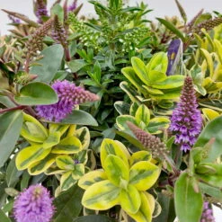 Hebe 'Quattro', Bunt, Topf-Ø 23 Cm, Höhe Ca. 40 Cm 13 Hebe 'Quattro', Bunt, Topf-Ø 23 Cm, Höhe Ca. 40 Cm -Bio Pflanzen Verkauf 0690190020 Hebe Addenda T23 Quattro 5 114001