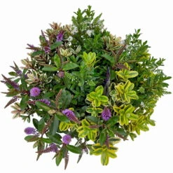 Hebe 'Quattro', Bunt, Topf-Ø 23 Cm, Höhe Ca. 40 Cm 12 Hebe 'Quattro', Bunt, Topf-Ø 23 Cm, Höhe Ca. 40 Cm -Bio Pflanzen Verkauf 0690190020 Hebe Addenda T23 Quattro 9 114129