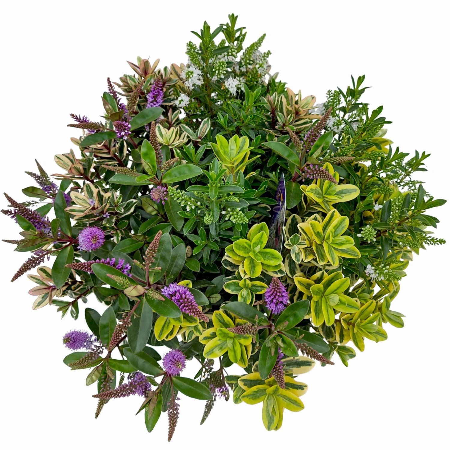 Hebe 'Quattro', Bunt, Topf-Ø 23 Cm, Höhe Ca. 40 Cm 4 Hebe 'Quattro', Bunt, Topf-Ø 23 Cm, Höhe Ca. 40 Cm – Bild 4