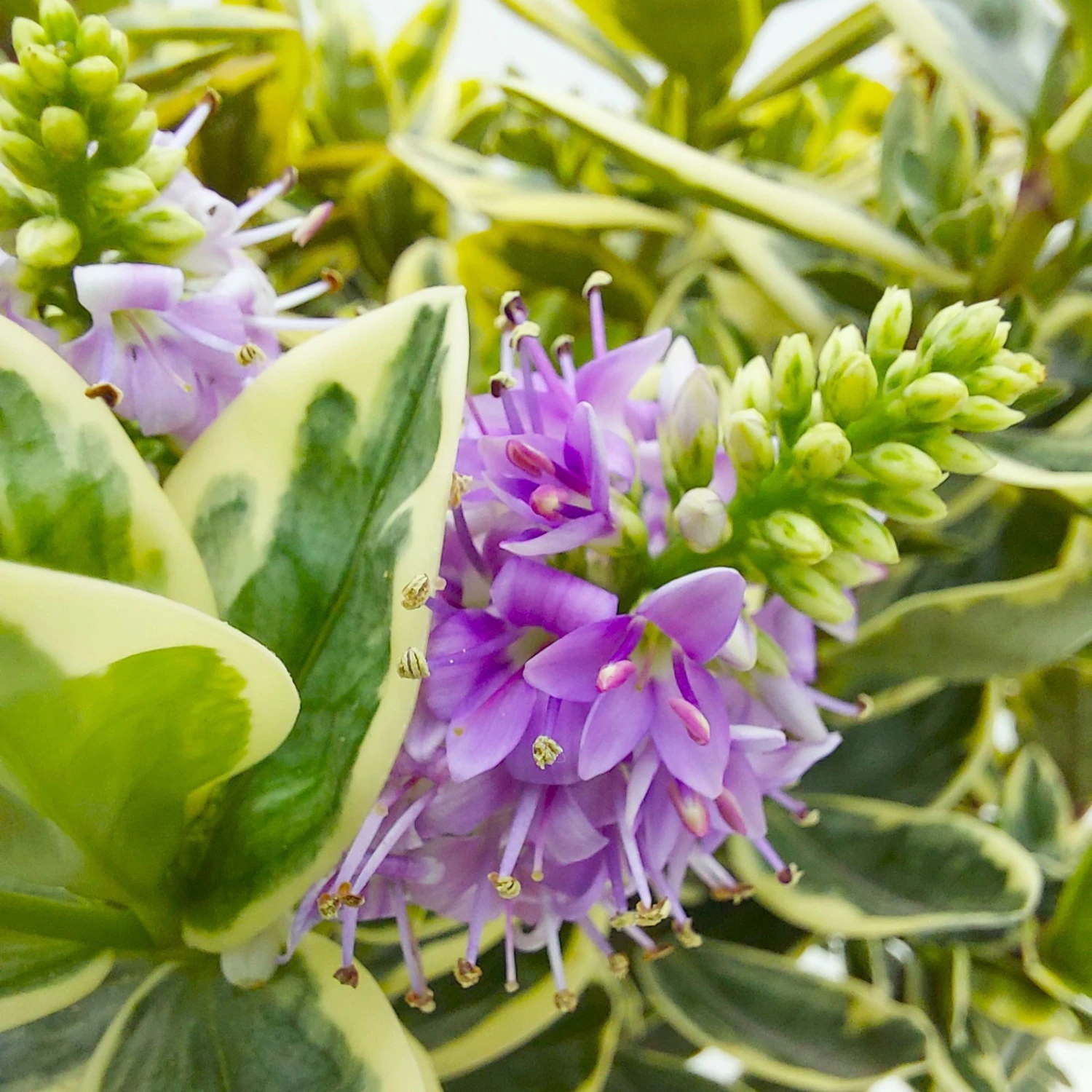 Hebe Buntlaubig, Topf-Ø 23 Cm 4 Hebe Buntlaubig, Topf-Ø 23 Cm – Bild 4