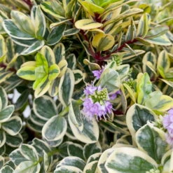 Hebe Buntlaubig, Topf-Ø 23 Cm 9 Hebe Buntlaubig, Topf-Ø 23 Cm -Bio Pflanzen Verkauf 0690190031 Hebe Addenda T23 buntlaubig 7 114002