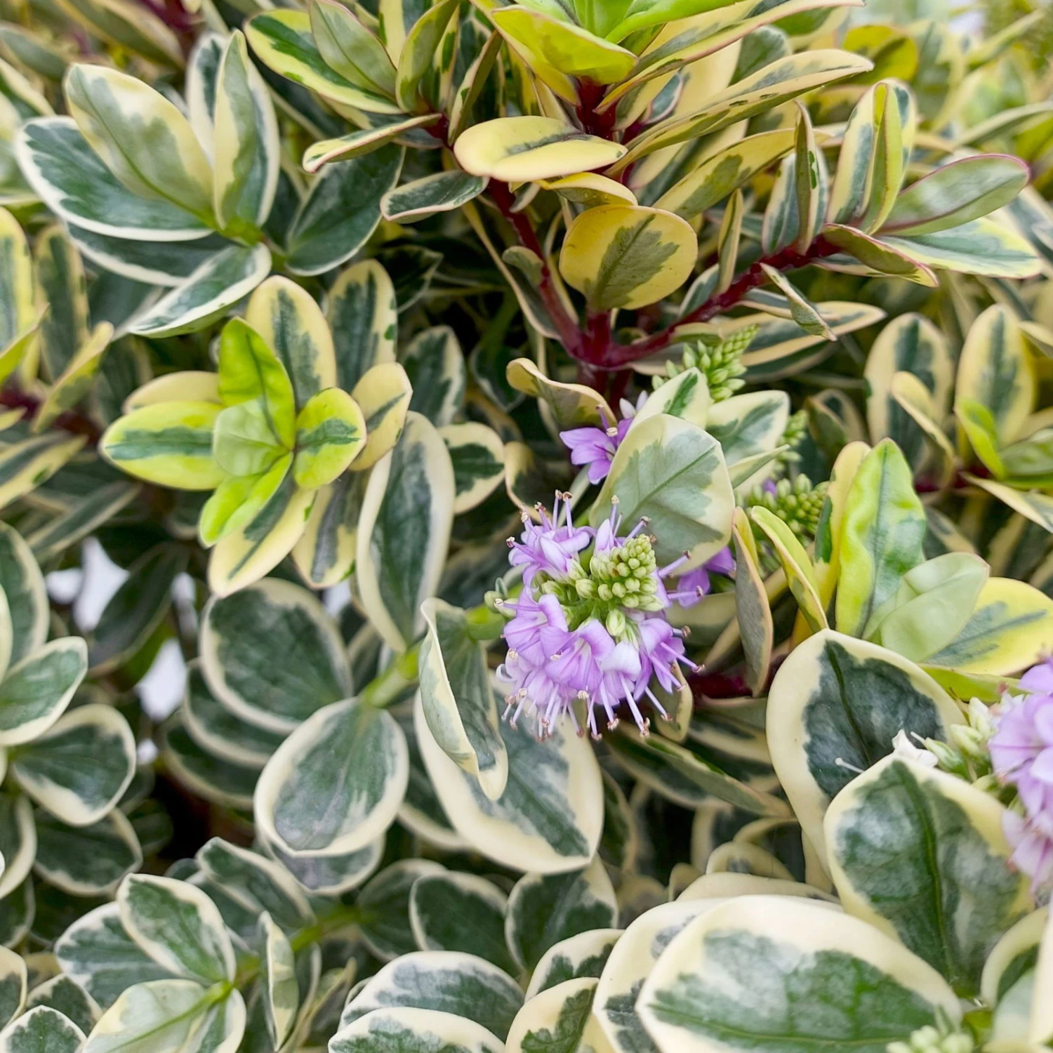 Hebe Buntlaubig, Topf-Ø 23 Cm 3 Hebe Buntlaubig, Topf-Ø 23 Cm – Bild 3