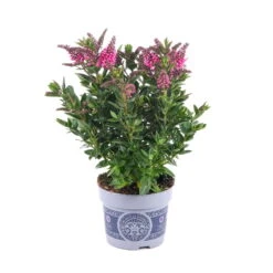 Hebe 'All Blooms®' Rot-pink, Sorte Zufällig, Topf-Ø 12 Cm, 6er-Set -Bio Pflanzen Verkauf 0690190064 Koelle Hebe All Blooms T12 rosarot 6er Set WS 1 95602 1