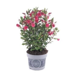 Hebe 'All Blooms®' Rot-pink, Sorte Zufällig, Topf-Ø 12 Cm, 6er-Set -Bio Pflanzen Verkauf 0690190064 Koelle Hebe All Blooms T12 rosarot 6er Set WS 2 95601