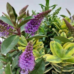 Hebe 'Quattro', Bunt, Topf-Ø 23 Cm, Höhe Ca. 40 Cm 14 Hebe 'Quattro', Bunt, Topf-Ø 23 Cm, Höhe Ca. 40 Cm -Bio Pflanzen Verkauf 0690190068 Koelle Hebe T23 Donna Quattro H40 WS 1 94724