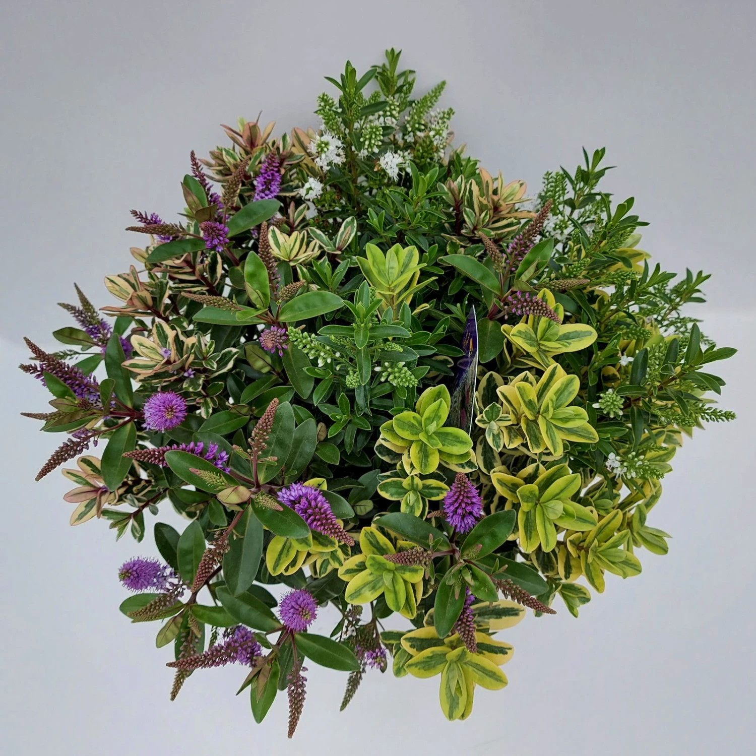 Hebe 'Quattro', Bunt, Topf-Ø 23 Cm, Höhe Ca. 40 Cm 2 Hebe 'Quattro', Bunt, Topf-Ø 23 Cm, Höhe Ca. 40 Cm – Bild 2