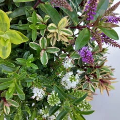 Hebe 'Quattro', Bunt, Topf-Ø 23 Cm, Höhe Ca. 40 Cm 15 Hebe 'Quattro', Bunt, Topf-Ø 23 Cm, Höhe Ca. 40 Cm -Bio Pflanzen Verkauf 0690190068 Koelle Hebe T23 Donna Quattro H40 WS 3 94725