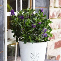 Hebe 'All Blooms®' Blau, Topf-Ø 12 Cm, 6er-Set -Bio Pflanzen Verkauf 0690190099 Koelle Hebe All Blooms T12 blau 6er Set WS 11 95607