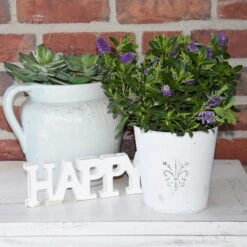 Hebe 'All Blooms®' Blau, Topf-Ø 12 Cm, 6er-Set -Bio Pflanzen Verkauf 0690190099 Koelle Hebe All Blooms T12 blau 6er Set WS 12 95608