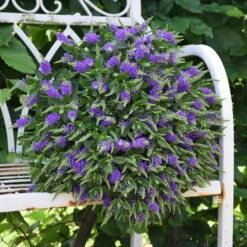 Hebe 'All Blooms®' Blau, Topf-Ø 12 Cm, 6er-Set -Bio Pflanzen Verkauf 0690190099 Koelle Hebe All Blooms T12 blau 6er Set WS 13 95609