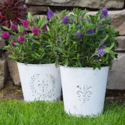 Hebe 'All Blooms®' Blau, Topf-Ø 12 Cm, 6er-Set -Bio Pflanzen Verkauf 0690190099 Koelle Hebe All Blooms T12 blau 6er Set WS 15 95610