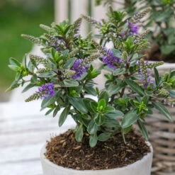 Hebe 'All Blooms®' Blau, Topf-Ø 12 Cm, 6er-Set -Bio Pflanzen Verkauf 0690190099 Koelle Hebe All Blooms T12 blau 6er Set WS 1 95613