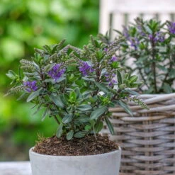 Hebe 'All Blooms®' Blau, Topf-Ø 12 Cm, 6er-Set -Bio Pflanzen Verkauf 0690190099 Koelle Hebe All Blooms T12 blau 6er Set WS 2 95612