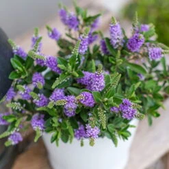 Hebe 'All Blooms®' Blau, Topf-Ø 12 Cm, 6er-Set -Bio Pflanzen Verkauf 0690190099 Koelle Hebe All Blooms T12 blau 6er Set WS 3 95611