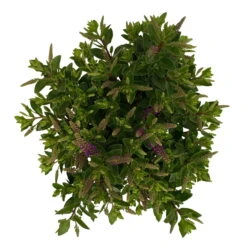 Hebe 'All Blooms®' Blau, Topf-Ø 12 Cm, 6er-Set -Bio Pflanzen Verkauf 0690190099 Koelle Hebe All Blooms T12 blau 6er Set WS 10 95729