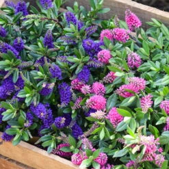 Hebe 'All Blooms®' Blau, Topf-Ø 12 Cm, 6er-Set -Bio Pflanzen Verkauf 0690190099 Koelle Hebe All Blooms T12 blau 6er Set WS 14 95606