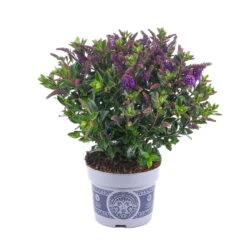 Hebe 'All Blooms®' Blau, Topf-Ø 12 Cm, 6er-Set -Bio Pflanzen Verkauf 0690190099 Koelle Hebe All Blooms T12 blau 6er Set WS 16 95616