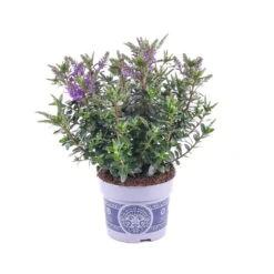 Hebe 'All Blooms®' Blau, Topf-Ø 12 Cm, 6er-Set -Bio Pflanzen Verkauf 0690190099 Koelle Hebe All Blooms T12 blau 6er Set WS 4 95615