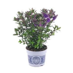 Hebe 'All Blooms®' Blau, Topf-Ø 12 Cm, 6er-Set -Bio Pflanzen Verkauf 0690190099 Koelle Hebe All Blooms T12 blau 6er Set WS 5 95614