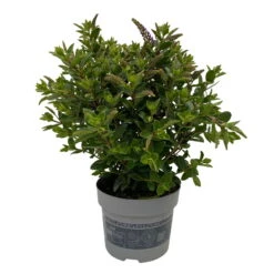 Hebe 'All Blooms®' Blau, Topf-Ø 12 Cm, 6er-Set -Bio Pflanzen Verkauf 0690190099 Koelle Hebe All Blooms T12 blau 6er Set WS 6 95727