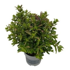 Hebe 'All Blooms®' Blau, Topf-Ø 12 Cm, 6er-Set -Bio Pflanzen Verkauf 0690190099 Koelle Hebe All Blooms T12 blau 6er Set WS 7 95728