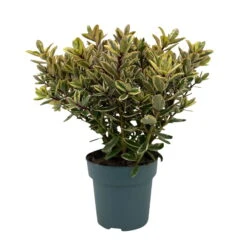 Hebe Buntlaubig, Topf-Ø 15 Cm, 3er-Set -Bio Pflanzen Verkauf 0690190129 Koelle Hebe Tricolor T15 buntlaubig 3er Set WS 1 95991