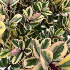 Hebe Buntlaubig, Topf-Ø 15 Cm, 3er-Set -Bio Pflanzen Verkauf 0690190129 Koelle Hebe Tricolor T15 buntlaubig 3er Set WS 3 95908