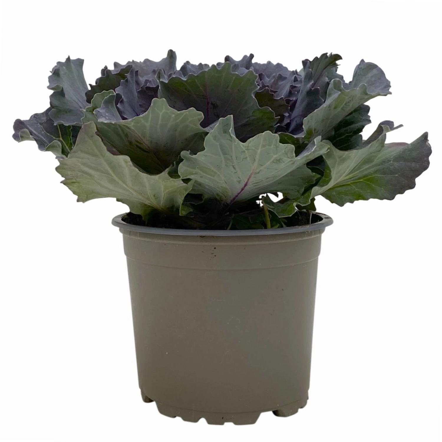 Zierkohl Grün-lila. Glatt, Topf-Ø 12 Cm, 6er-Set 2 Zierkohl Grün-lila. Glatt, Topf-Ø 12 Cm, 6er-Set – Bild 2
