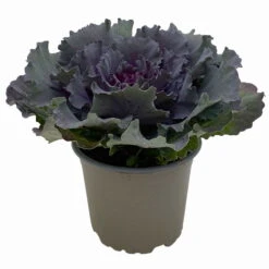 Zierkohl Grün-lila. Glatt, Topf-Ø 12 Cm, 6er-Set 10 Zierkohl Grün-lila. Glatt, Topf-Ø 12 Cm, 6er-Set -Bio Pflanzen Verkauf 0690210034 Brassica oleracea T12 Zierkohl glatt lila 6er Set 2 115346
