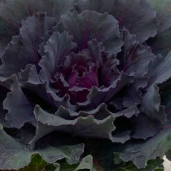 Zierkohl Grün-lila. Glatt, Topf-Ø 12 Cm, 6er-Set 11 Zierkohl Grün-lila. Glatt, Topf-Ø 12 Cm, 6er-Set -Bio Pflanzen Verkauf 0690210034 Brassica oleracea T12 Zierkohl glatt lila 6er Set 3 115253