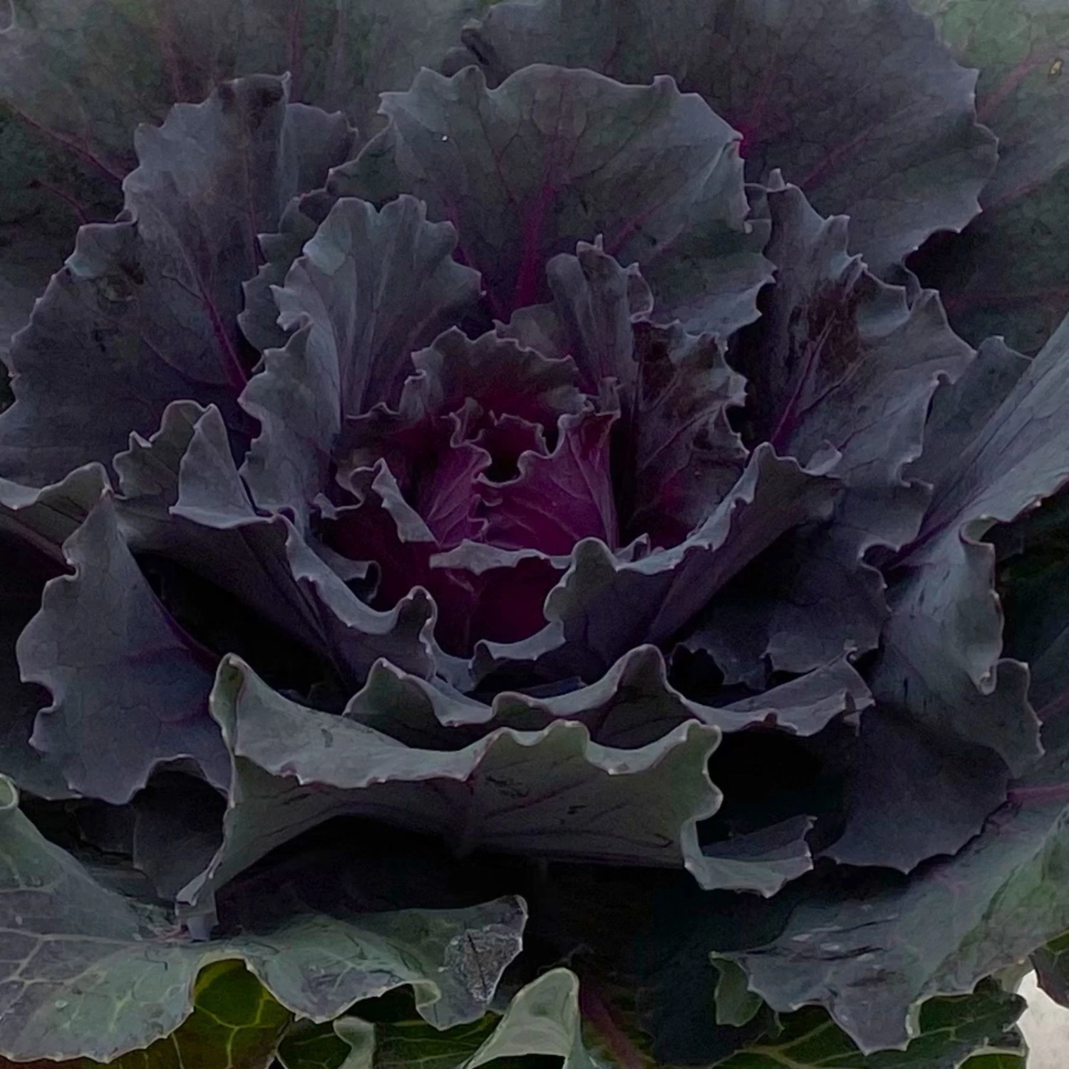 Zierkohl Grün-lila. Glatt, Topf-Ø 12 Cm, 6er-Set 4 Zierkohl Grün-lila. Glatt, Topf-Ø 12 Cm, 6er-Set – Bild 4