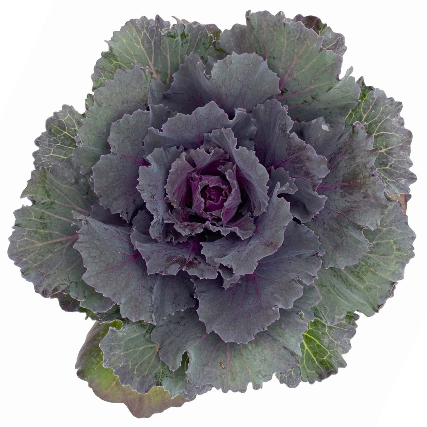 Zierkohl Grün-lila. Glatt, Topf-Ø 12 Cm, 6er-Set 1 Zierkohl Grün-lila. Glatt, Topf-Ø 12 Cm, 6er-Set