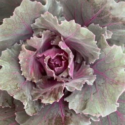 Zierkohl Grün-lila. Glatt, Topf-Ø 12 Cm, 6er-Set 13 Zierkohl Grün-lila. Glatt, Topf-Ø 12 Cm, 6er-Set -Bio Pflanzen Verkauf 0690210034 Brassica oleracea T12 Zierkohl glatt lila 6er Set 5 115255