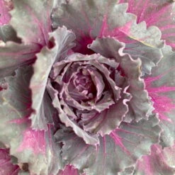 Zierkohl Grün-lila. Glatt, Topf-Ø 12 Cm, 6er-Set 12 Zierkohl Grün-lila. Glatt, Topf-Ø 12 Cm, 6er-Set -Bio Pflanzen Verkauf 0690210034 Brassica oleracea T12 Zierkohl glatt lila 6er Set 6 115254