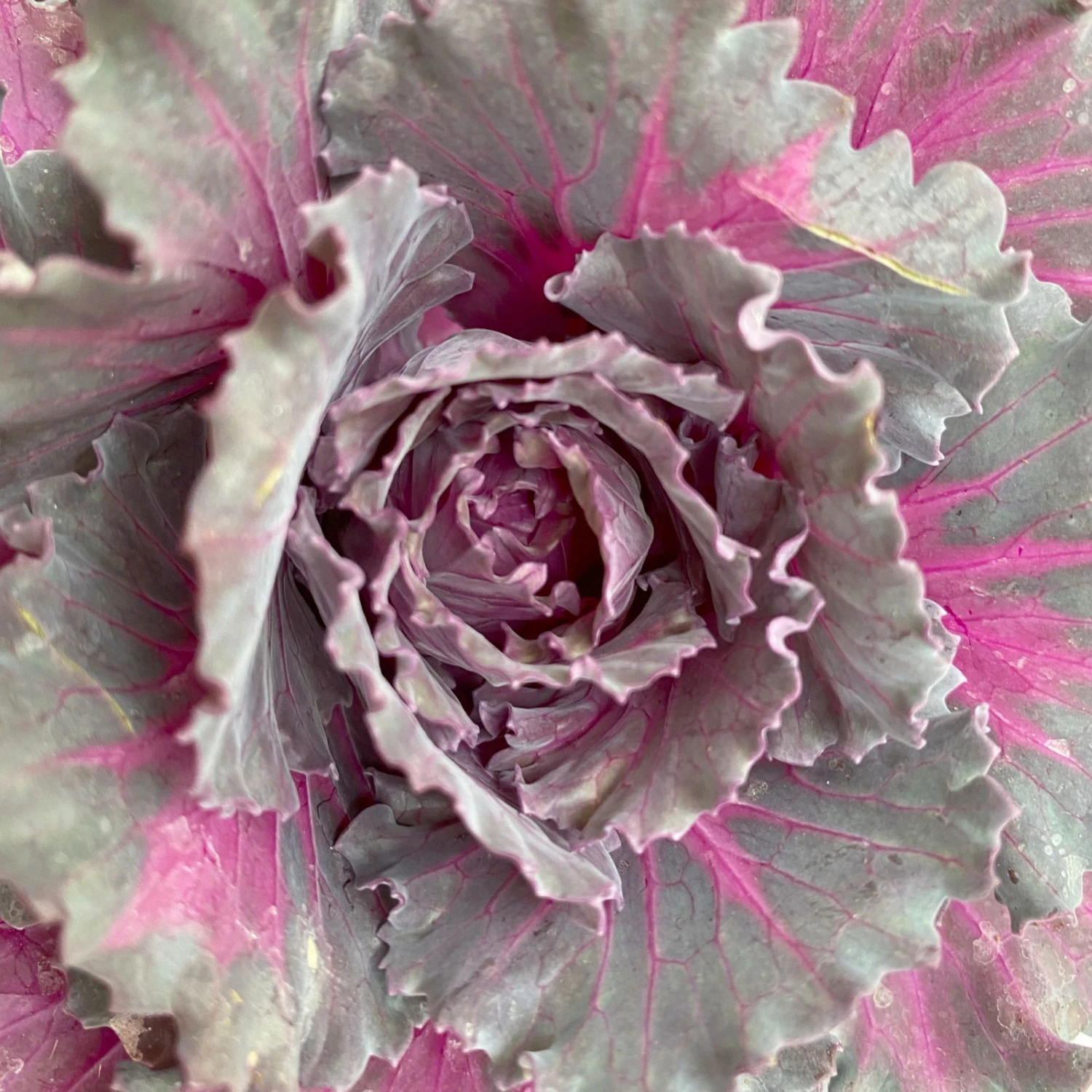 Zierkohl Grün-lila. Glatt, Topf-Ø 12 Cm, 6er-Set 5 Zierkohl Grün-lila. Glatt, Topf-Ø 12 Cm, 6er-Set – Bild 5