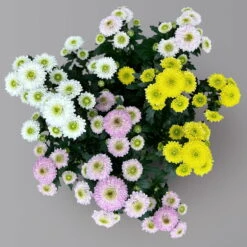 Chrysantheme Trio 'Calimero Carneval' Weiß-gelb-rosa, Gefüllt, Topf-Ø 12cm -Bio Pflanzen Verkauf 0691110106 Chrysanthemum indicum Trio T12 Calimero Carneval 6er Set 2 126828