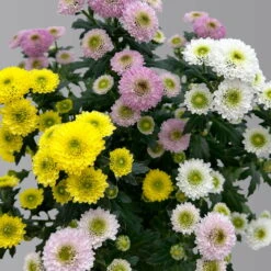 Chrysantheme Trio 'Calimero Carneval' Weiß-gelb-rosa, Gefüllt, Topf-Ø 12cm -Bio Pflanzen Verkauf 0691110106 Chrysanthemum indicum Trio T12 Calimero Carneval 6er Set 3 126826