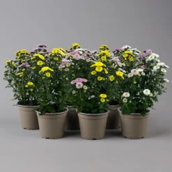 Chrysantheme Trio 'Calimero Carneval' Weiß-gelb-rosa, Gefüllt, Topf-Ø 12cm