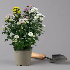 Chrysantheme Trio 'Calimero Carneval' Weiß-gelb-rosa, Gefüllt, Topf-Ø 12cm -Bio Pflanzen Verkauf 0691110106 Chrysanthemum indicum Trio T12 Calimero Carneval 6er Set 5 126827