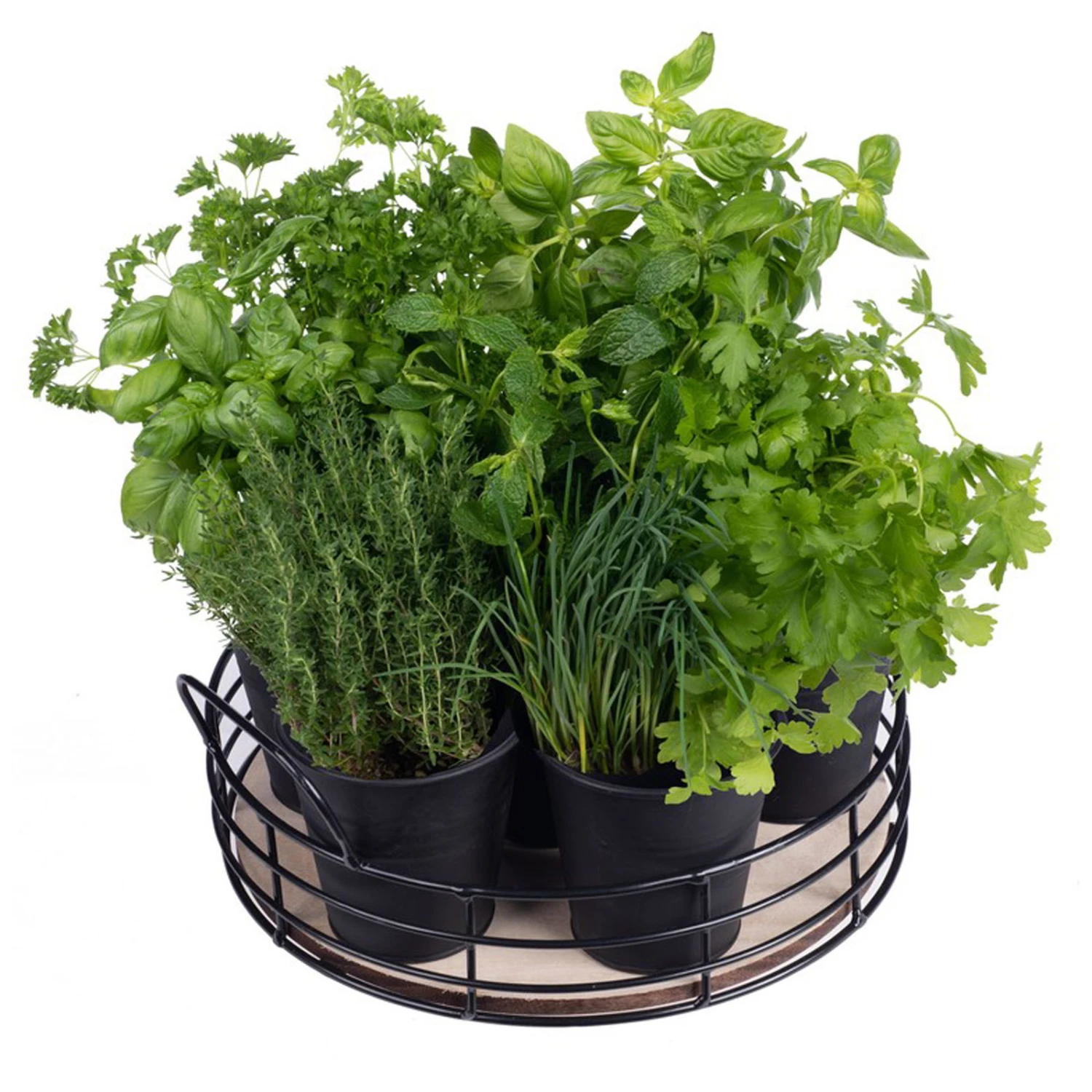 Home Collection Küchenkräuter-Tablett, 6 Eimer Mit Saatgut 2 Home Collection Küchenkräuter-Tablett, 6 Eimer Mit Saatgut – Bild 2