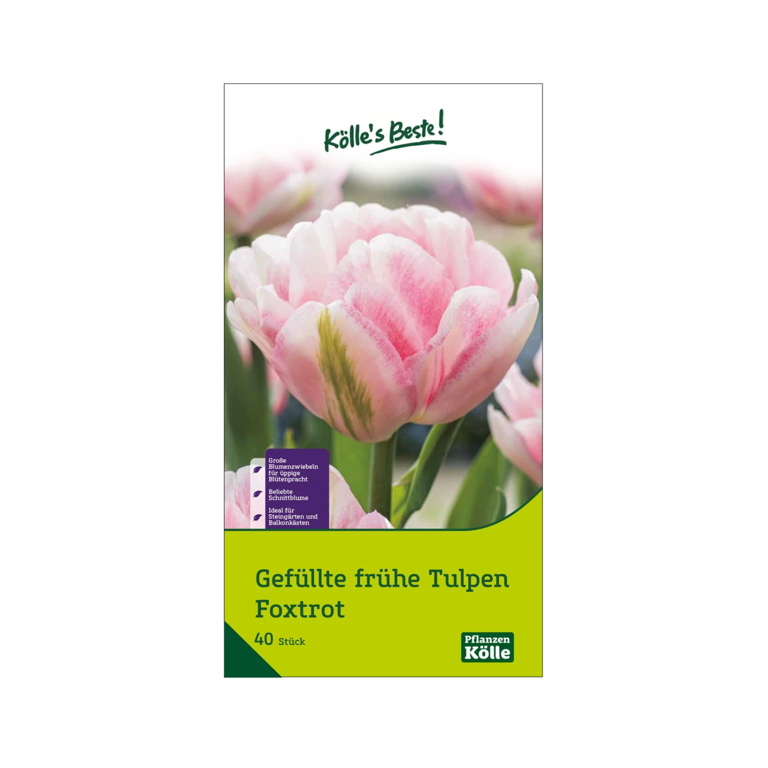 Tulpen 'Foxtrott', Rosa, 40 Blumenzwiebeln 1 Tulpen 'Foxtrott', Rosa, 40 Blumenzwiebeln