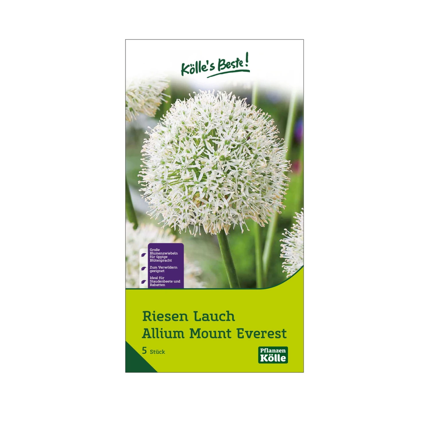 XXL Allium Mount Everest (Riesenkugellauch) Weiß, 5 Blumenzwiebeln