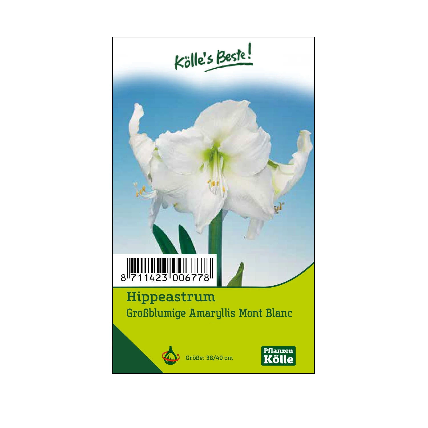 Großblumige Amaryllis Mont Blanc Weiß, 1 Blumenzwiebel 1 Großblumige Amaryllis Mont Blanc Weiß, 1 Blumenzwiebel