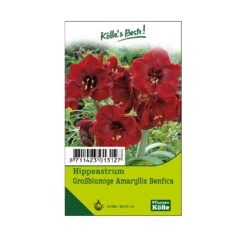 Großblumige Amaryllis Benfica Dunkelrot, 1 Blumenzwiebel