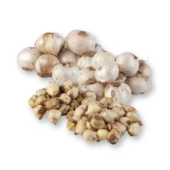 Zierlauchpaket 70 Alliumzwiebeln -Bio Pflanzen Verkauf 0720800124 koelles beste allium kollektion zierlauch verschiedene sorten 70stueck gesamt 2673